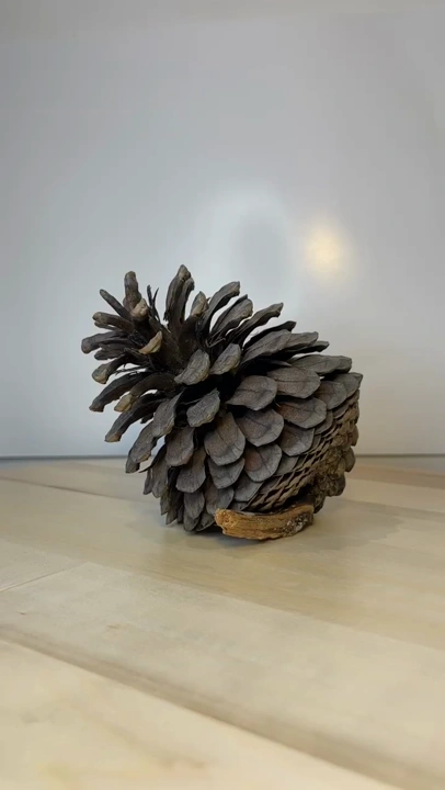 Pinecone crop